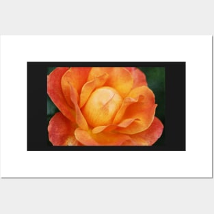 Textured Orange Rose Posters and Art